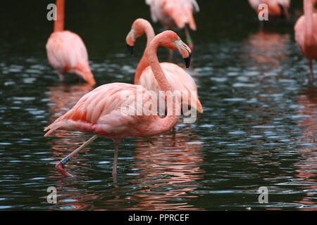 Les animaux du zoo de Chester Banque D'Images