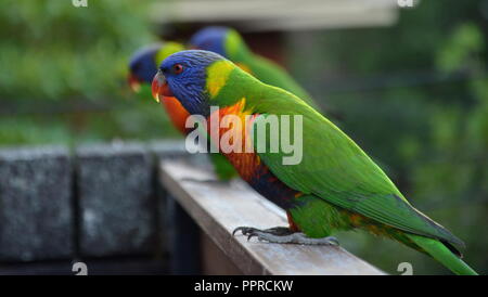 Rainbow lorikeet colorés (Trichoglossus haematodus) sur le balcon. Banque D'Images