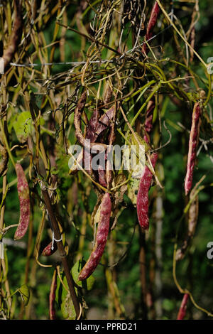 Les haricots Borlotti séchant sur les plantes en automne au Royaume-Uni Banque D'Images