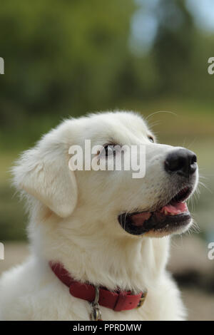 Grand Mix Pyrénées chiot jusqu'à la avec sa bouche ouverte. Banque D'Images