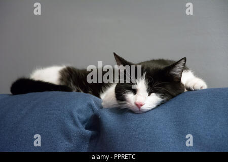 Chat noir et blanc endormi sur le dessus d'un canapé bleu, mur gris derrière lui Banque D'Images