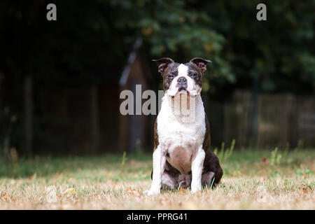 Boston terrier assis dans un pré Banque D'Images