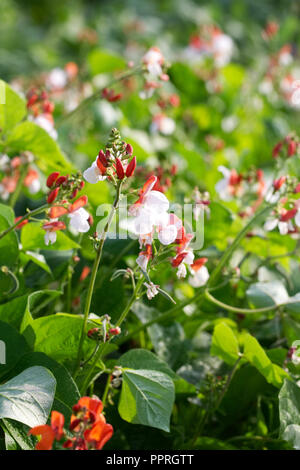 Haricot nain 'Hestia' fleurs. Banque D'Images