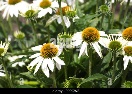 Echinacea purpurea 'white' Sentiment de fleurs. Banque D'Images