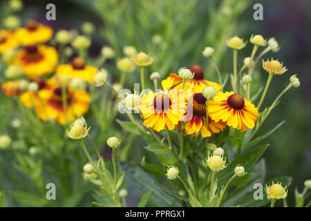 Helenium autumnale Sunshine mixtes hybrides Banque D'Images