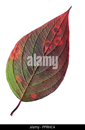 Sibérie automne feuille sur fond blanc Banque D'Images