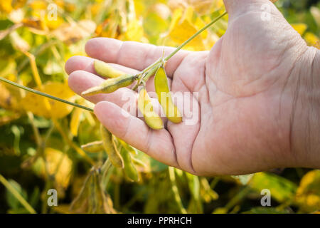 Les gousses de soja sur le soja, plantation sur farmer ouvrez palm côté background, Close up. Banque D'Images