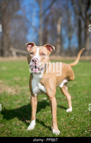 Un trois rouge et blanc à pattes pit-bull terrier dog Banque D'Images