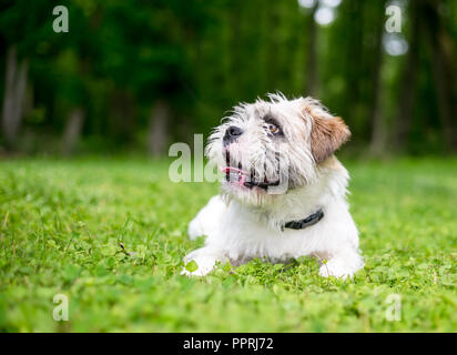 Un terrier dog hirsute allongé dans l'herbe Banque D'Images