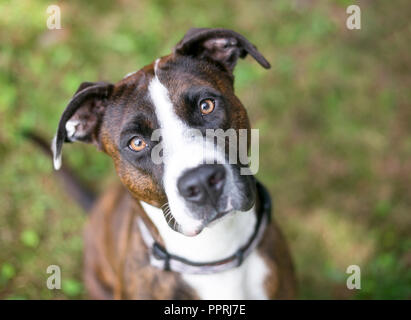Un bringé et blanc American Bulldog dog looking up at the camera Banque D'Images