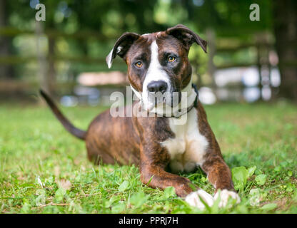 Un bringé et blanc American Bulldog dog détente dans l'herbe Banque D'Images