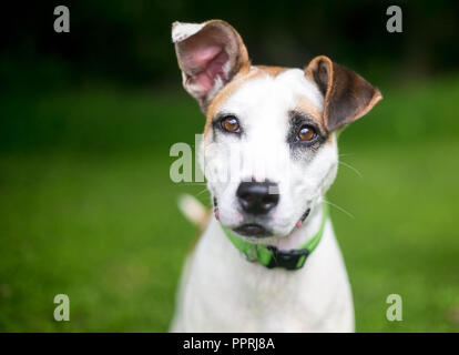 Un chien blanc et brun / Terrier dog outdoors Banque D'Images