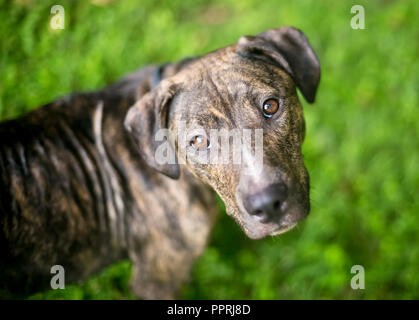 Un chien de terrier bringé / mixed breed dog looking up at the camera Banque D'Images