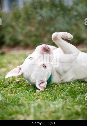 Blanc d'un pit-bull terrier dog couché sur le dos dans l'herbe Banque D'Images