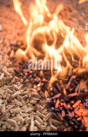 Pile de la combustion de granulés de bois de hêtre - chauffage Banque D'Images