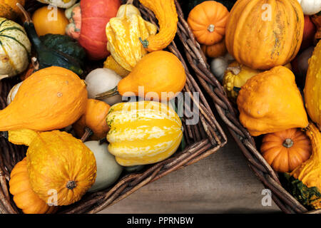 Cucurbita moschata courge Butternut squash .,, citrouille -variétés de courge d'hiver Banque D'Images