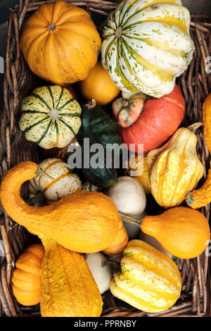 Cucurbita moschata courge Butternut squash .,, citrouille -variétés de courge d'hiver Banque D'Images