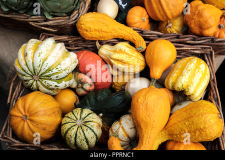 Cucurbita moschata courge Butternut squash .,, citrouille -variétés de courge d'hiver Banque D'Images