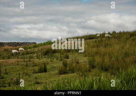 Moutons et chèvres paissent dans une ferme à Westport, Comté de Mayo, Irlande. Banque D'Images