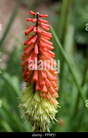 Kniphofia, également appelé tritoma, red hot poker, torch lily, knofflers ou usine de poker Banque D'Images