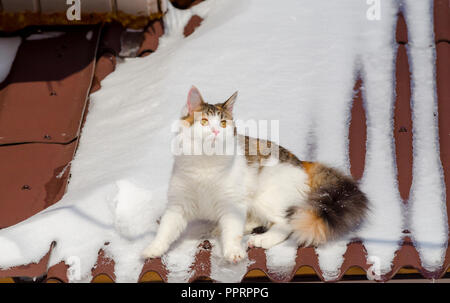 Beau chat calico marche sur toit de la maison de neige Kitty assis sur le toit au soleil le jour de Noël Banque D'Images