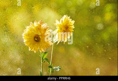 Fleurs dans la fenêtre automne gouttes de pluie que le soleil chrysanthème beige clair à la fenêtre. close-up pour la conception Banque D'Images