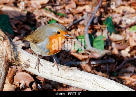 Seul adulte European Robin (Erithacus rubecula aux abords) perché sur une branche Banque D'Images