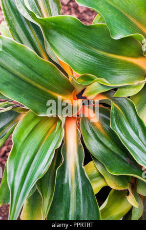 Close up of Chlorophytum (amaniense Fire Flash) montrant une bande jaune à orange sur la nervure centrale de la feuille Banque D'Images