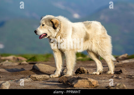 Big White shaggy berger intelligent cultivé seul se tenant sur des pentes rocheuses herbeux vert aux beaux jours d'été sur l'espace de copie de l'arrière-plan b Banque D'Images