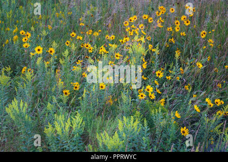 Blue Mounds State Park, Minnesota : Détail de Houghton (Solidago) et des prairies tournesol (Helianthus petiolaris) fleurs dans une prairie Banque D'Images