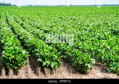 Un champ de soja avec des rangées de plantes à mi-croissance au Kansas, aux États-Unis. Banque D'Images