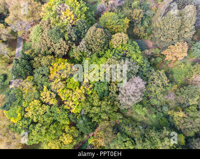 Vue panoramique aérienne des arbres aux couleurs automnales en parc public. woods en automne Banque D'Images