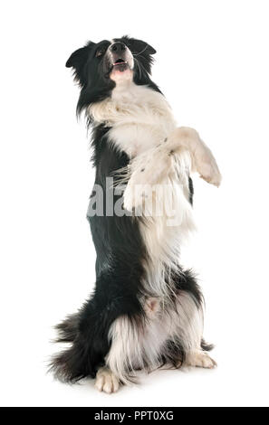 Border Collie in front of white background Banque D'Images