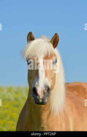 Cheval Haflinger Banque D'Images