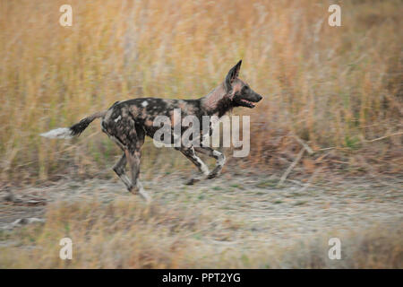 Chien sauvage de chasse Banque D'Images