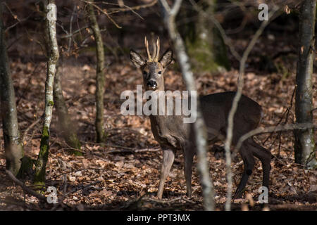 Reh (Capreolus capreolus), Rehbock, Rheinland-Pfalz, Deutschland Banque D'Images