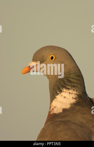 Ringeltaube (Columba palumbus) Banque D'Images