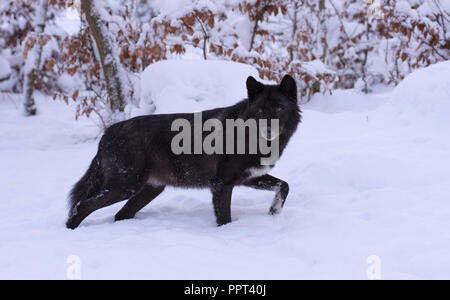 Loup gris (Canis lupus lycaon), hiver, neige, Parc, Gerostein Kasselburg, Deutschland Banque D'Images