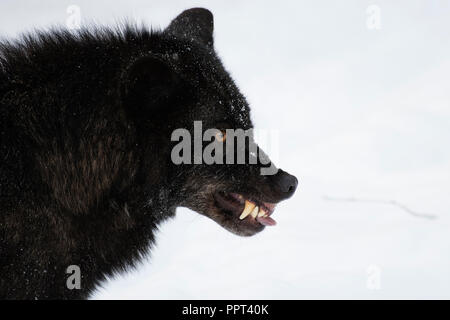 Loup gris (Canis lupus lycaon), Wildpark Kasselburg, Gerostein, Deutschland Banque D'Images