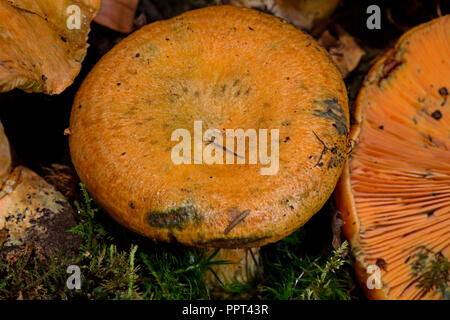 Faux safran, Lactarius deterrimus milkcap () Banque D'Images