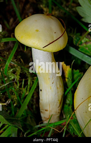Woodwax moucheté d'or, de champignons (Hygrophorus chrysodon) Banque D'Images
