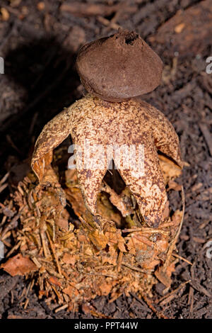 Parcours acrobatiques, earthstar earthstar voûté, (Geastrum fornicatum) Banque D'Images