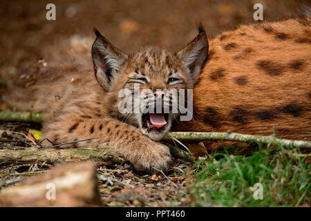 Lynx eurasien avec cub, (Lynx lynx) Banque D'Images