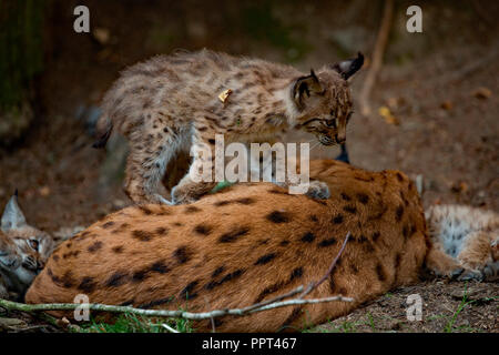 Lynx eurasien avec cub, (Lynx lynx) Banque D'Images