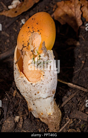 Filature sans anneau de safran, amanita (Amanita crocea) Banque D'Images