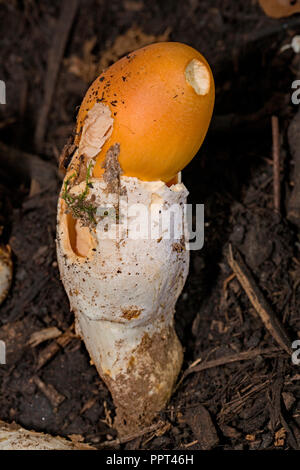 Filature sans anneau de safran, amanita (Amanita crocea) Banque D'Images