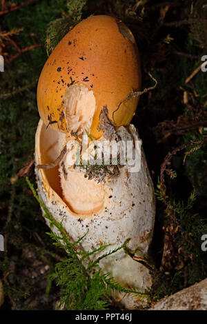 Filature sans anneau de safran, amanita (Amanita crocea) Banque D'Images