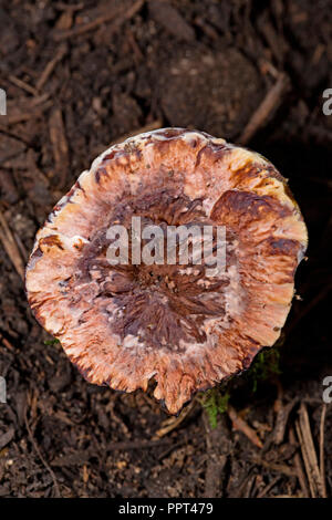 Dent mealy, champignon (Hydnellum ferrugineum) Banque D'Images