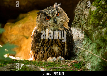 Grand-duc (Bubo bubo), Banque D'Images