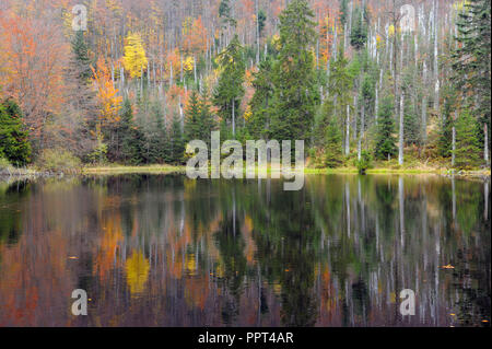 Martinsklause, petit lac à l'automne, octobre, Parc National de la forêt de Bavière, Allemagne Banque D'Images